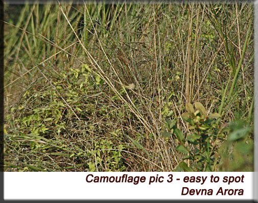 Devna Arora - Camouflage, easily visible